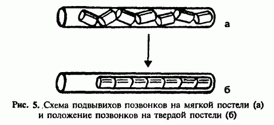 Позвонки